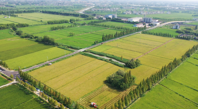 上海市农业生物基因中心——八月香水稻种植基地 上海市农业生物基因中心——八月香水稻种植基地