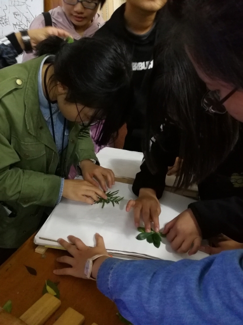 傍晚学生正在学习如何压制植物标本 傍晚学生正在学习如何压制植物标本